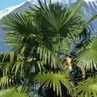 Palmier de chine fortunei/trachycarpus fortunei[-]pot de 45 l - tronc de 80 cm