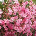 Laurier rose/nerium oleander[-]pot de 5l - 40/60 cm