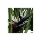 Oiseau de paradis nicolai/strelitzia nicolai[-]pot de 30 l