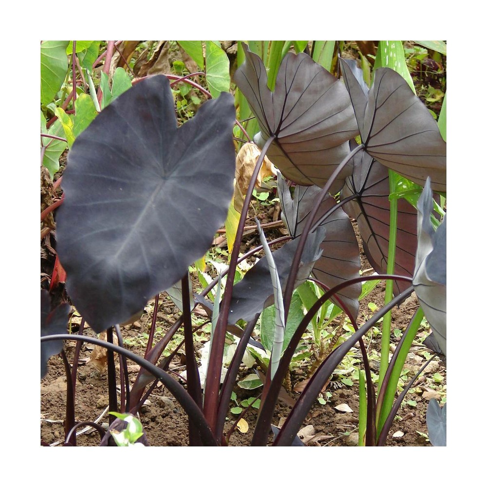 Colocasia black magic/colocasia esculenta black magic[-]pot de 5l - 40/60 cm