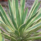 Yucca superbe gloriosa/yucca gloriosa[-]pot de 8l - touffe