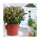 Skimmia du japon gold series® miracle® 'bolwi173'/skimmia japonica gold series® miracle® 'bolwi173'[-]pot de 3l - 20/40 cm