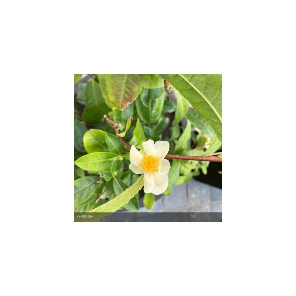 Camélia sinensis théojardin/camellia sinensis théojardin[-]pot de 5l - 40/60 cm