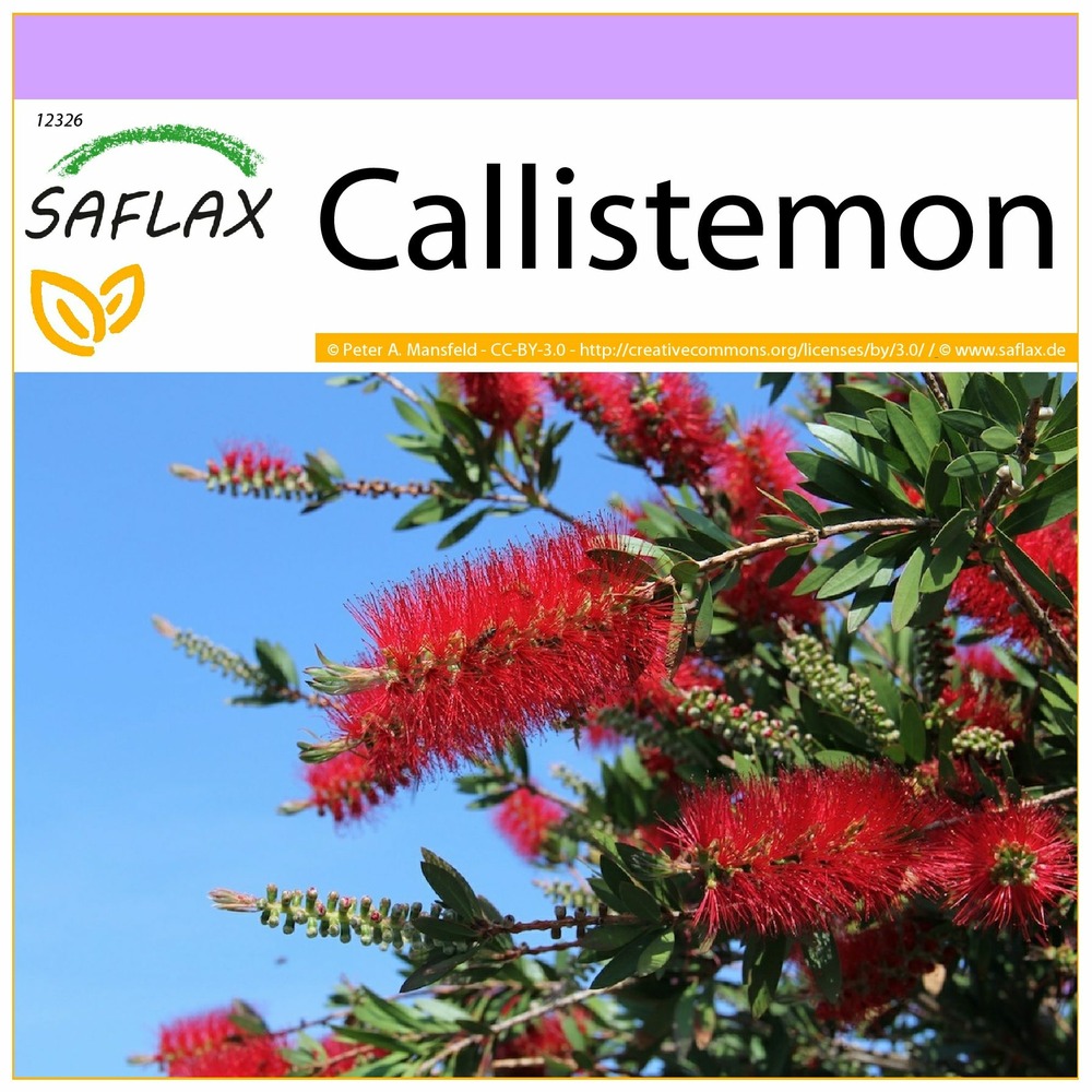 Callistemon - 400 graines - callistemon citrinus