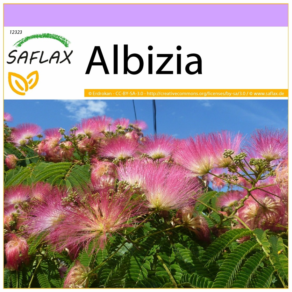 Albizia - 50 graines - albizia julibrissin