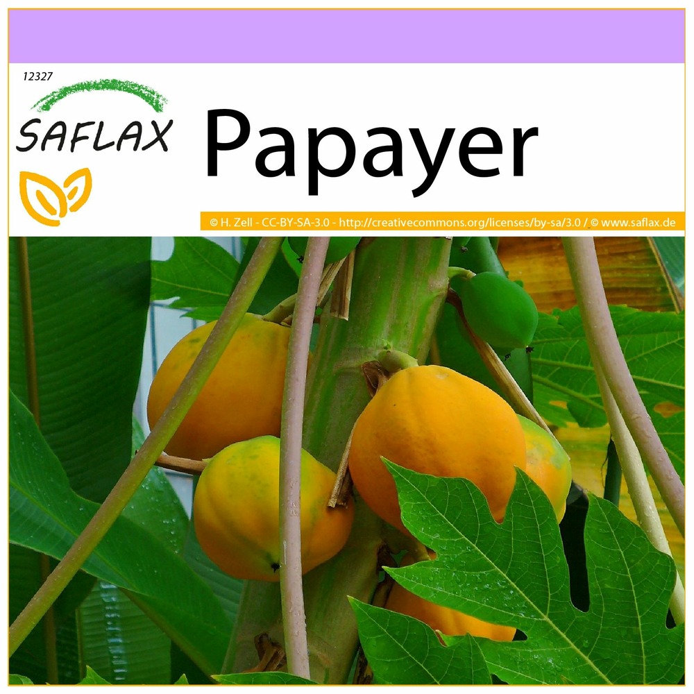 Papayer - 30 graines - carica papaya