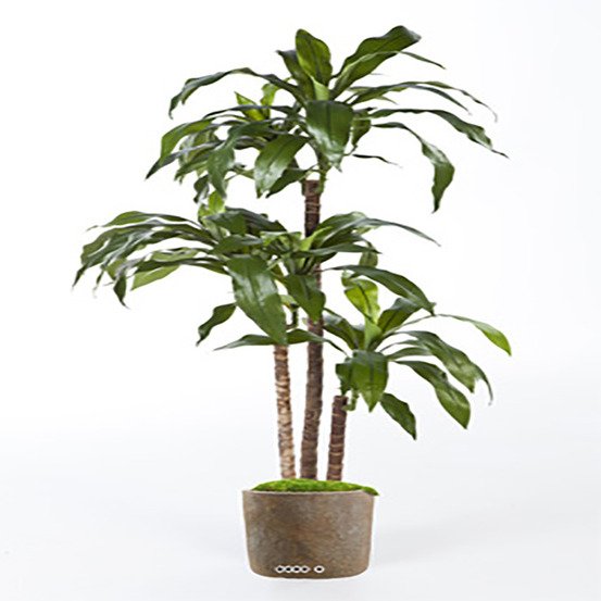 Dracaena artificiel fragrans 3 troncs en pot h 150 cm vert d 70 cm - dimhaut: h