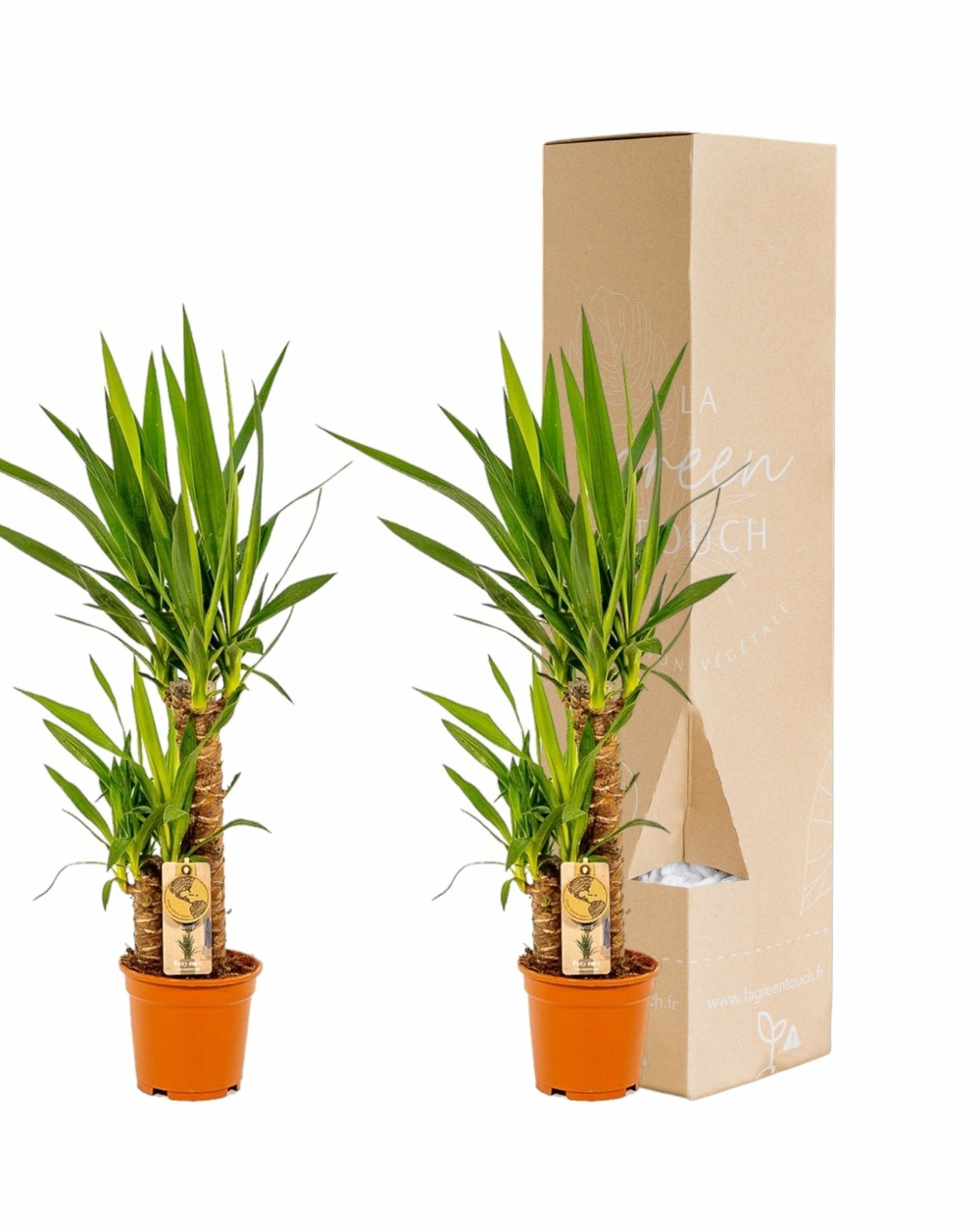 Plante d'intérieur - coffret yucca - lot de 2 plantes, h90cm 90cm - plante d'intérieur 90cm