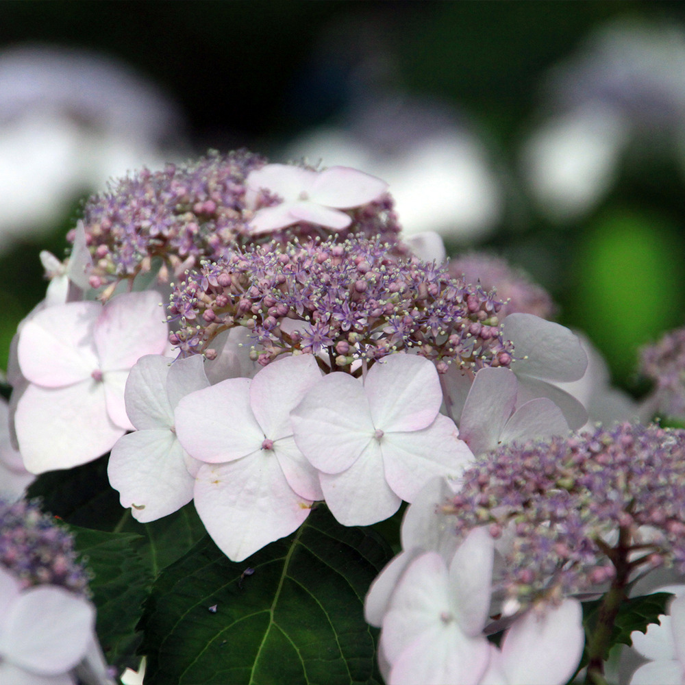 Hortensia 'cloudi' pot de 3l/4l