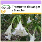 Trompette des anges / blanche - 10 graines - brugmansia suaveolens