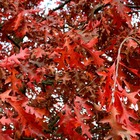 Chêne rouge d'amérique/quercus rubra[-]pot de 10l - 125/150 cm