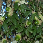 Chêne à feuilles de bambou/quercus myrsinifolia[-]pot de 10l - 100/125 cm