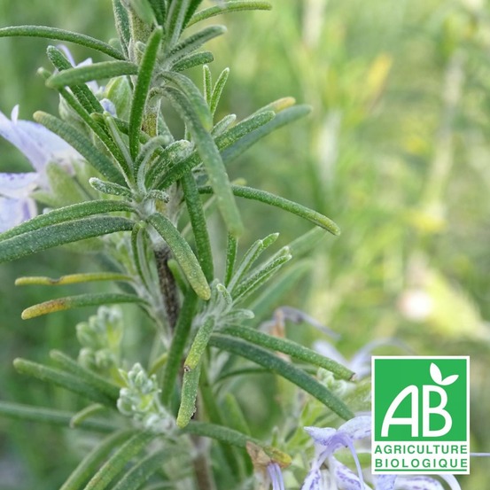 Romarin miss jessopp's upright - sans traitement lot de 3 godets