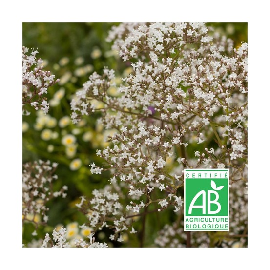 Valériane officinale - sans traitement lot de 3 godets