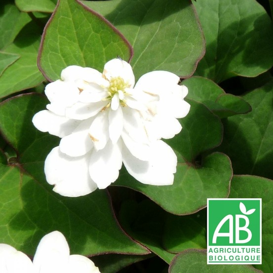 Herbe à poivre à fleurs doubles - sans traitement lot de 3 godets