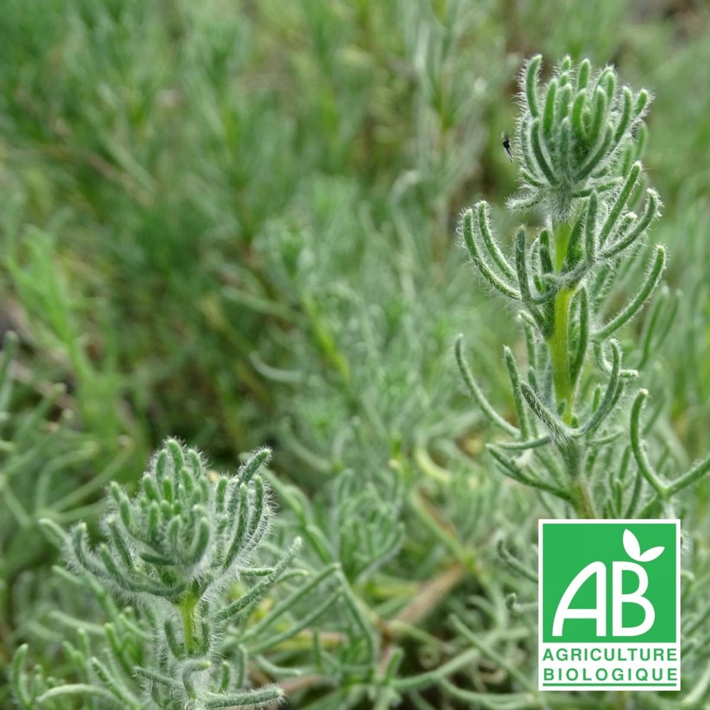 Romarin d'afrique bio/eriocephalus africanus[-]lot de 3 godets