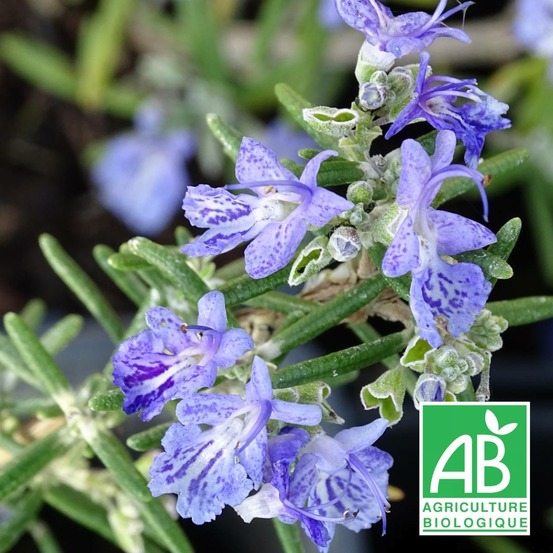 Romarin corse rampant - sans traitement lot de 5 godets