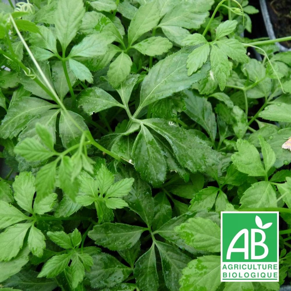 Gynostemma Pentaphyllum – Pianta Rampicante In Vaso 12 Cm, Medicinale Tradizionale Cinese, Facile Da Coltivare Per Infusi E Decorazione