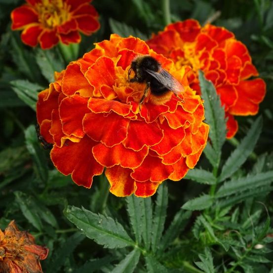 Oeillet d'inde (tagetes) - lot de 8
