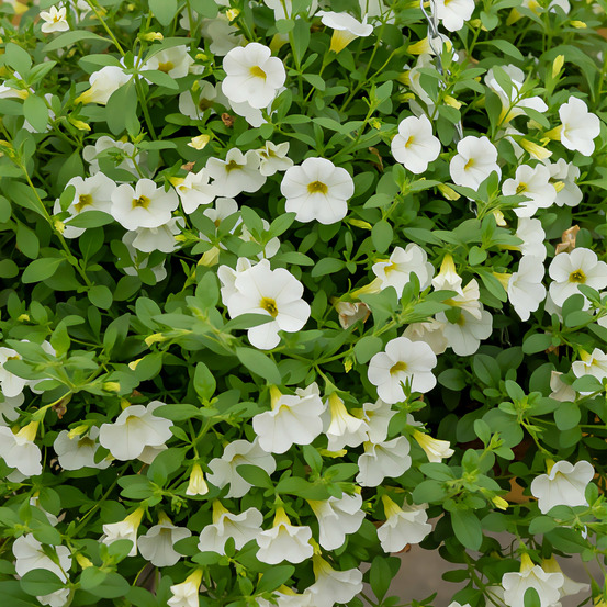 Mini-pétunia blanches - le pot / ø 10,5cm, vendu par lot de 2