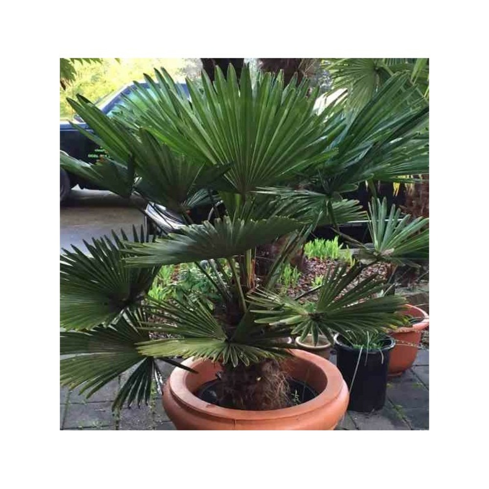 Trachycarpus wagnerianus (palmier de chusan, palmier moulin à vent)    pot de 2 litres ? 10/30cm