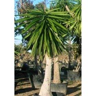 Yucca elephantipes (yucca pied d'éléphant)   blanc - taille pot de 25l- 125/150cm