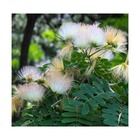 Albizia kalkora (arbre à soie persane)   blanc - taille pot de 20 litres ? 180 cm