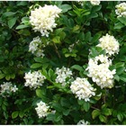 Murraya paniculata (buis de chine, bois jasmin, oranger jasmin)   blanc - taille pot de 25l- 125/150cm