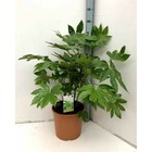 Fatsia japonica (aralia du japon)   blanc - taille pot de 14l - 80/100 cm