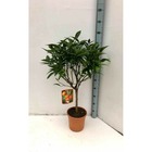 Citrus clementina adulte (syn. Citrus reticulata) taille pot  230l - 175/200cm - peri 50/60