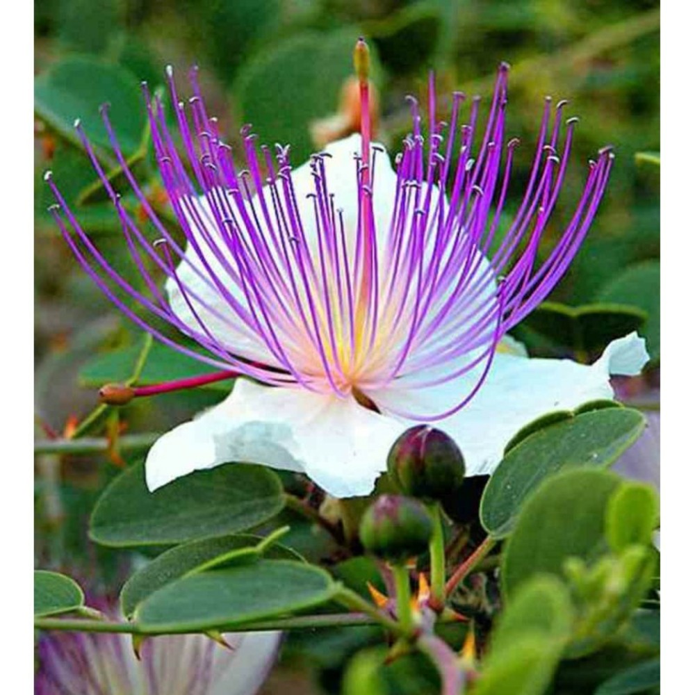 Capparis spinosa (caprier) blanc - taille pot de 2 litres ? 20/30 cm ...