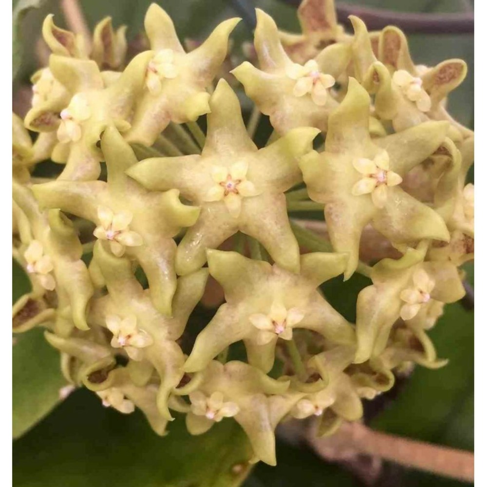 Hoya lambii (fleur de porcelaine, fleur de cire) jaune taille pot de