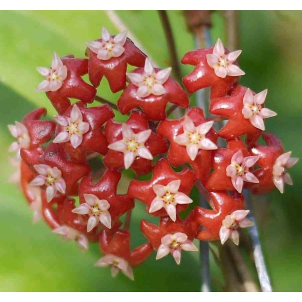 Hoya affinis (fleur de porcelaine, fleur de cire) rouge taille pot de