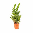Zamioculcas zamiifolia (faux zamia, plante zz) taille pot de 9 litres - 80/100 cm