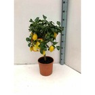 Citrus limon (citronnier) taille pot 80l - 150/175cm - peri 30/40