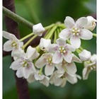 Dregea sinensis (syn. Wattakaka s.)   blanc - taille pot de 2 litres - 80/100 cm