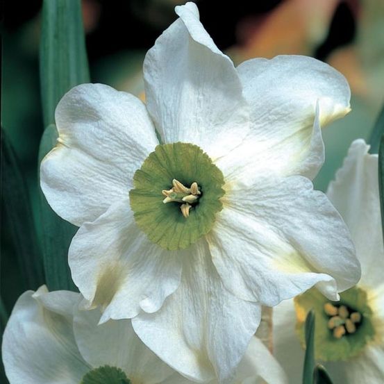 Narcisse à couronne 'sinopel' bulbe calibre 12+ (par 5)