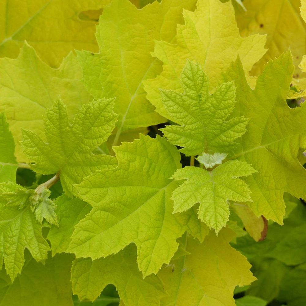 Hortensia à feuilles de chêne 'little honey' pot de 4l/5l