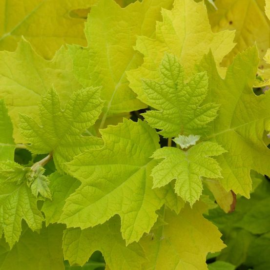 Hortensia à feuilles de chêne 'little honey' pot de 4l/5l