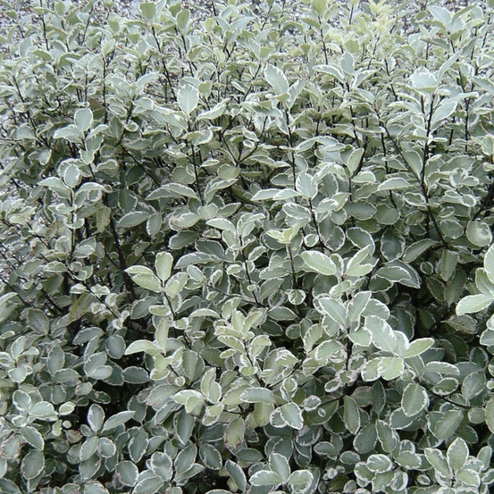 Pittosporum silver ball, pittospore pot de 7,5l - 40/60 cm