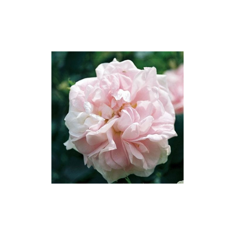 Cuisse de nymphe - racines nues