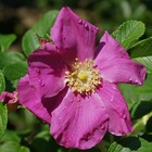 Rosier rugueux (rosa rugosa) - godet - taille 20/40cm