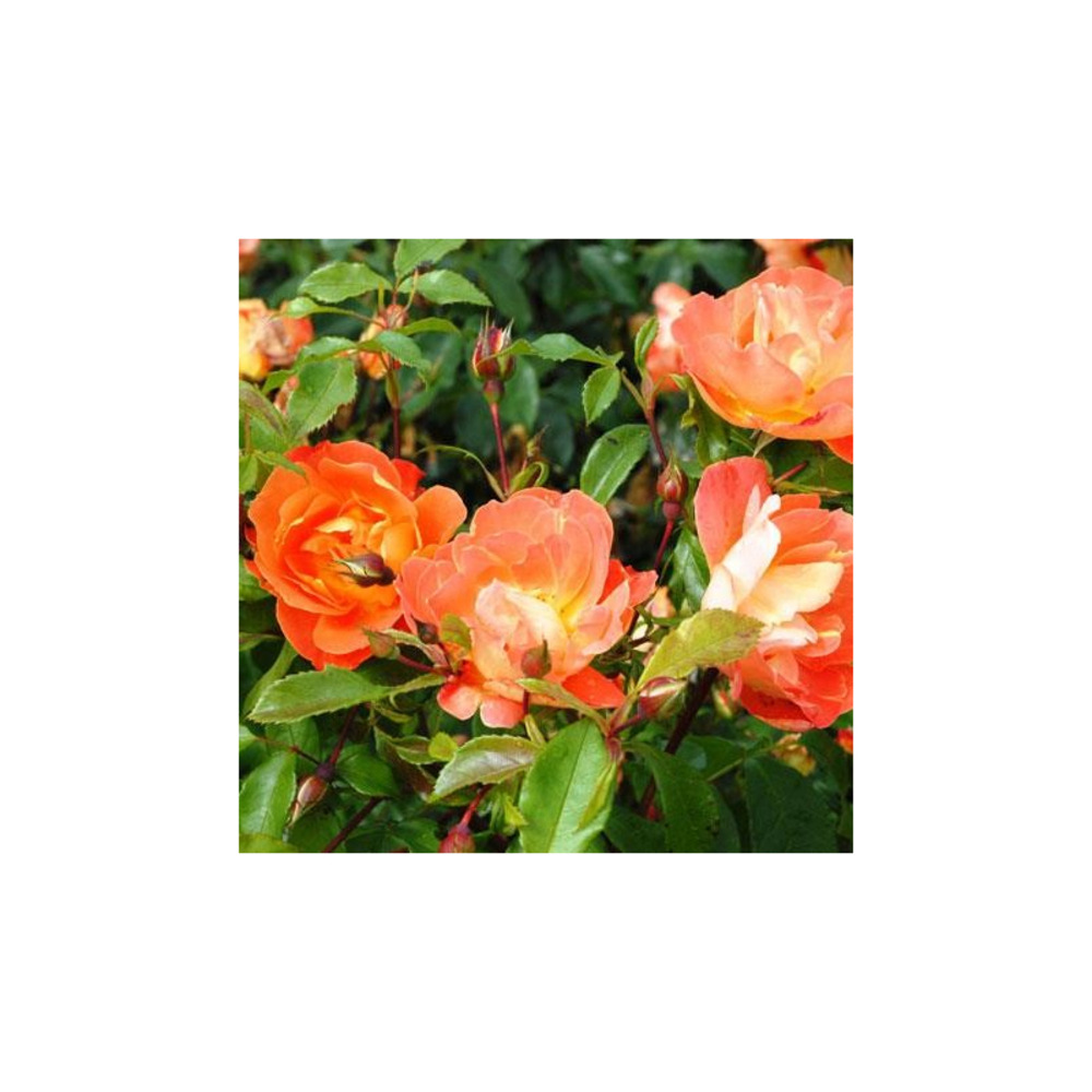 Rene descartes® eveoran - conteneur 5 l