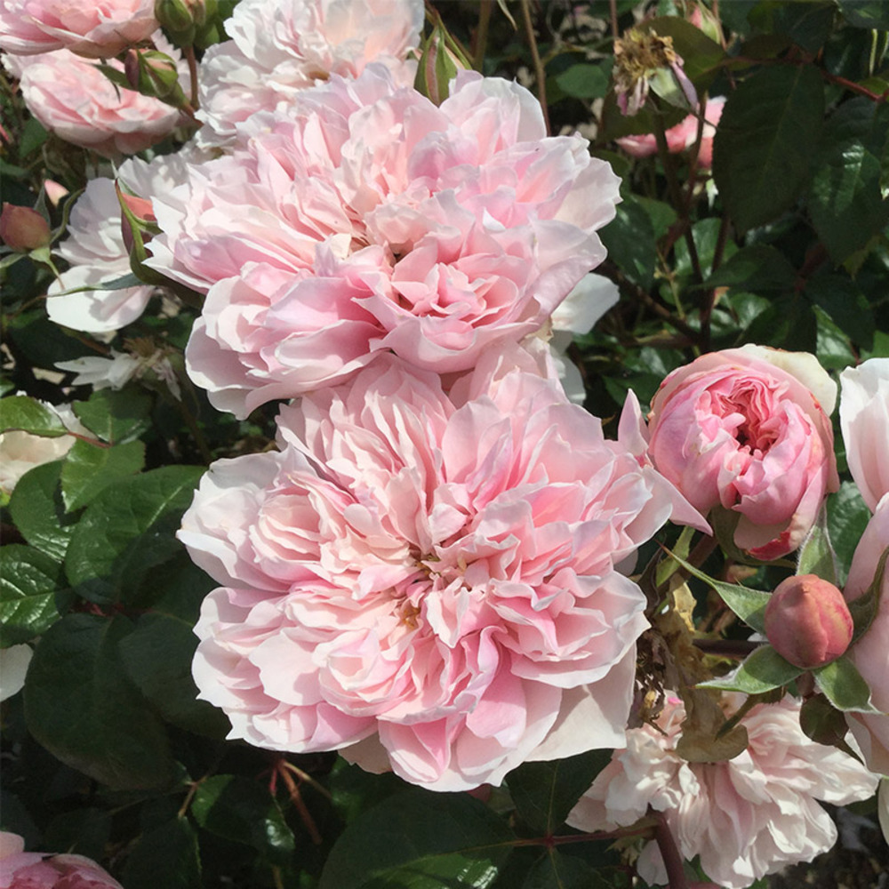 Rosier FOLIE DE BAGATELLE