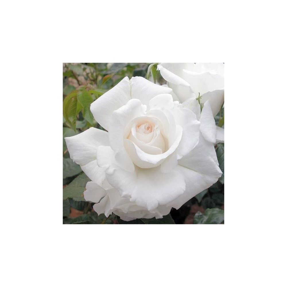 Rosier buissonnant blanc annapurna® dorblan racines nues