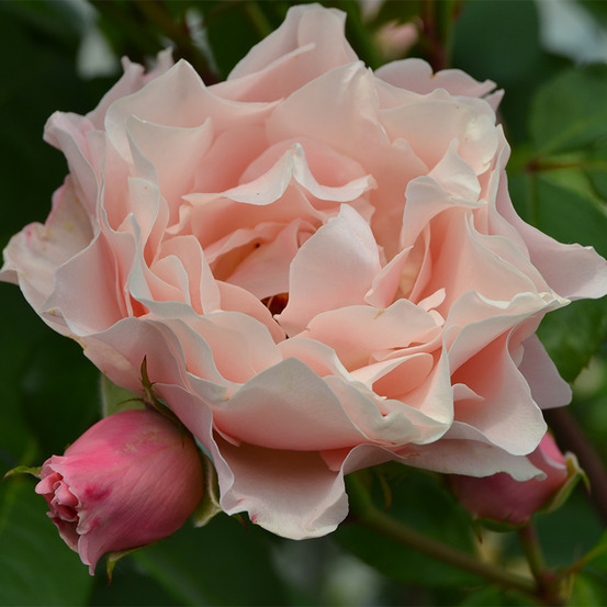 Porcelaine d'orient® kimlaurel - conteneur 5 l