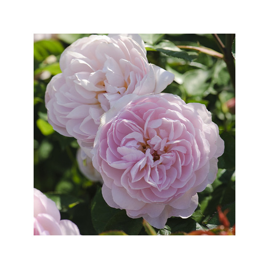 Gentle hermione® ausrumba - racines nues