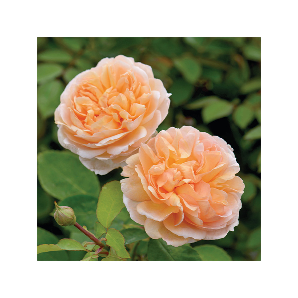 The lady gardener® ausbrass - racines nues