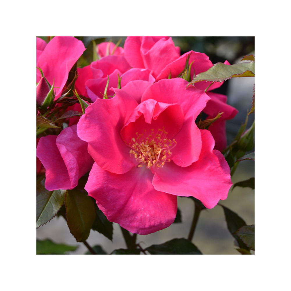 Alisontia-ville d esch ® evegranap - racines nues