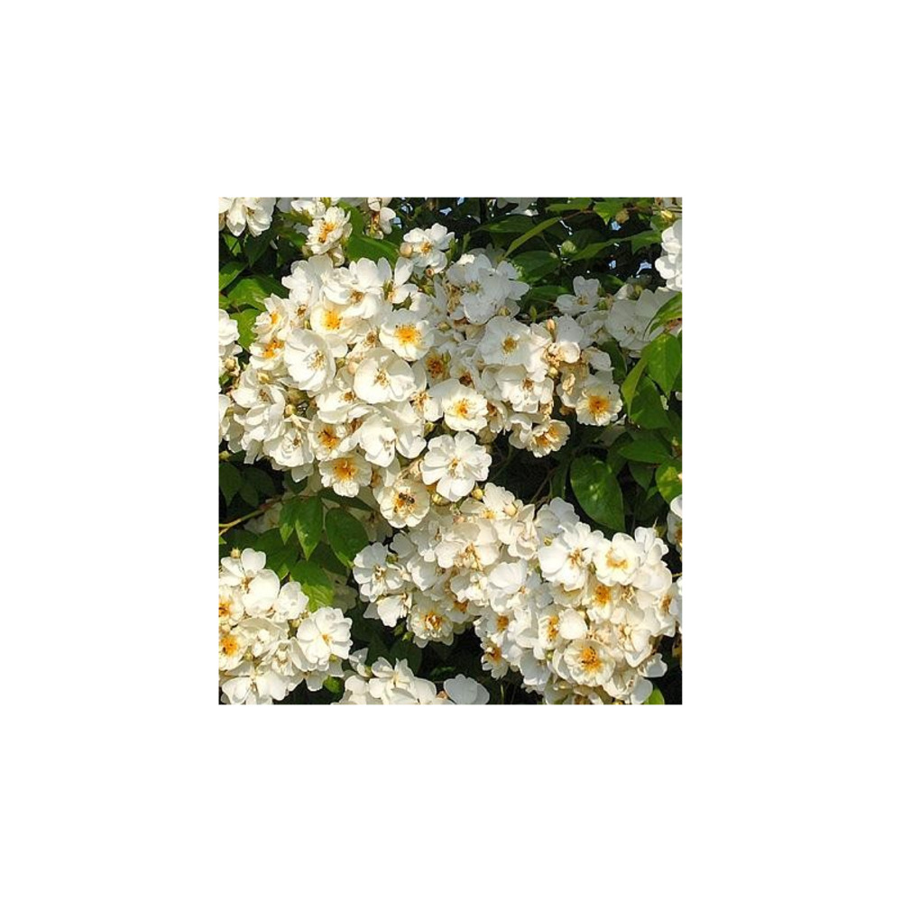 Bobbie james - racines nues